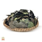 0045-4645 – Ilex guayusa – Ecuador, leaves, whole_B