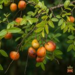 Template_Videos_Produtos_Maya_Copaíba-Cover