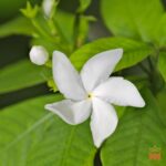 Template_Videos_Produtos_Maya_Sananga-Cover