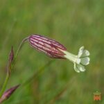 Template_Videos_Produtos_Maya_SileneCapensis-Cover