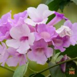 Template_Videos_Produtos_Maya_AjoSacha-Cover